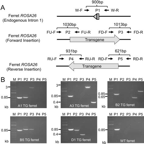 Genotyping of transgene integration and orientation by PCR analysis. To ...