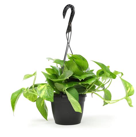 Trailing Houseplants | ubicaciondepersonas.cdmx.gob.mx