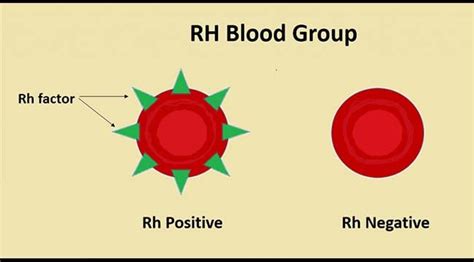 Rh Blood Group System