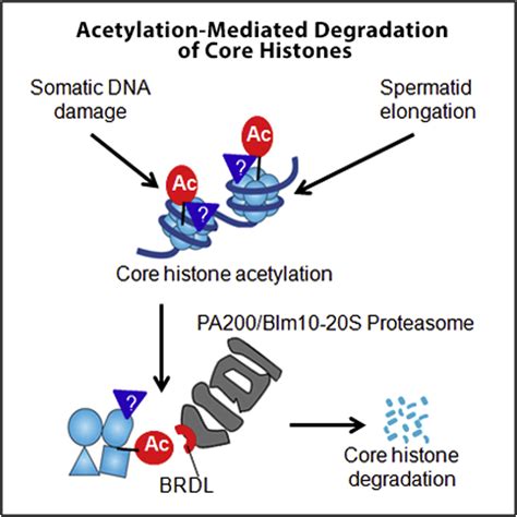 Acetylation-Mediated Proteasomal Degradation of Core Histones during DNA Repair and ...