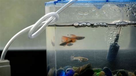 Betta Fish Filters - Do Betta Fish Need Filters In Their Tanks?