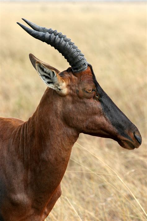 Portrait of a Topi | Topi, Masai Mara, Kenya ODT: Wildlife A… | Flickr