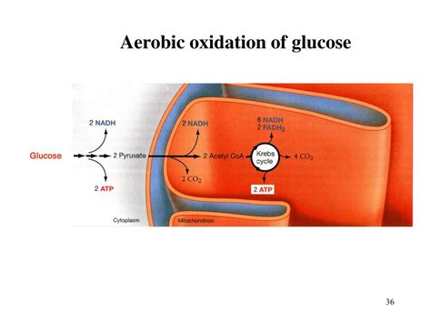 PPT - Glycolysis in red blood cells 1. Relies exclusively on glycolysis as fuel to produce ATP ...