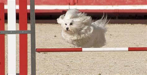 Maltese Breed Guide (Lifespan, Size & Characteristics)