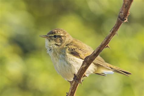 Birds chirping and green walks: Taking time out to reconnect with ...