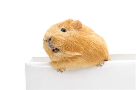 Guinea Pig Popcorning (Why Is My Guinea Pig Twitching?)