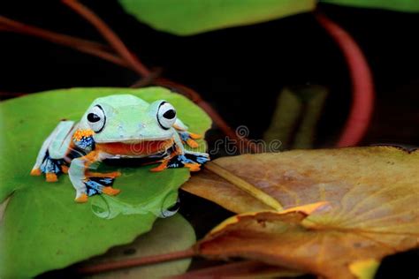 Tree Frog, Flying Frog on the Water Lily Stock Photo - Image of frog, endemic: 104859488