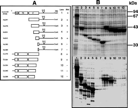 Epitope mapping for monoclonal antibody L-200. (A) Schematic diagram of... | Download Scientific ...