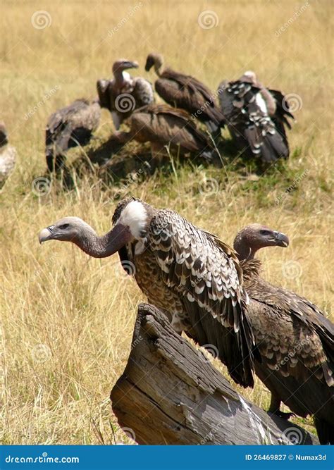 Gier in Kenia. stock afbeelding. Image of serengeti, kijken - 26469827