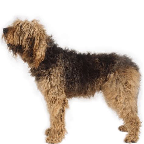 Otterhound Dog Breed Information - Dognomics