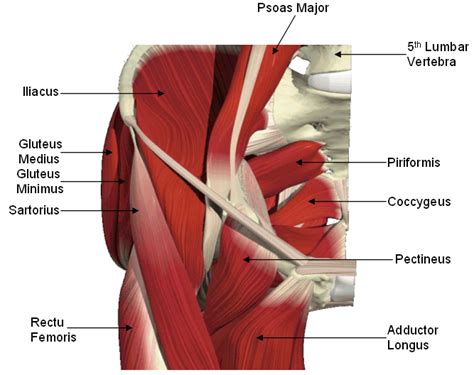 Anatomy of the Hip Muscles