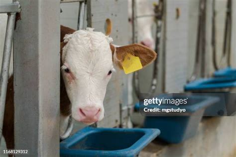 892 Holstein Calf Stock Photos, High-Res Pictures, and Images - Getty Images