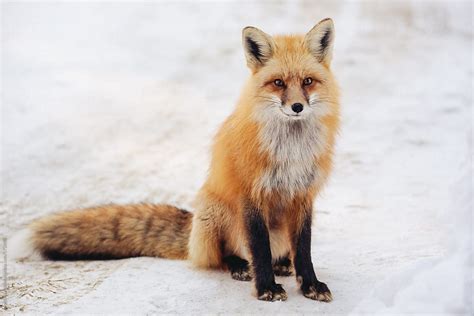 Red fox standing in snow by Angela Lumsden - Stocksy United