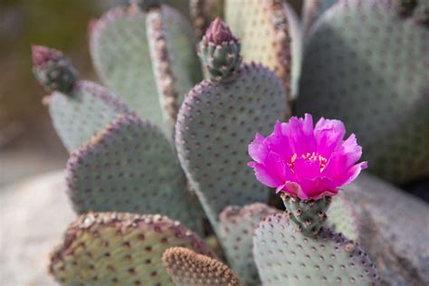 A beavertail cactus in bloom in Anza-Borrego Desert State Park, CA | Desert flowers, Cactus ...