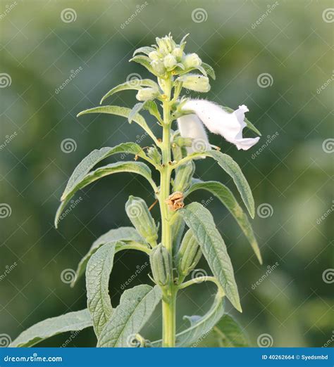 Sesame Flower And Seeds On Tree. (Sesamum Indicum Plant Royalty-Free Stock Photography ...