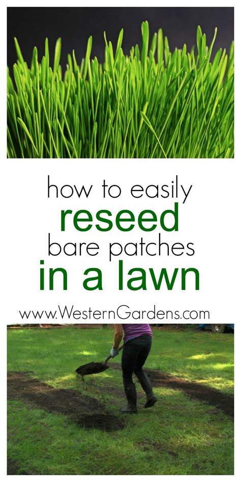 How To Reseed Bare Patches in a Lawn - Western Garden Centers