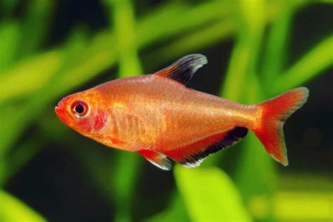 The Red Phantom Tetra (Hyphessobrycon Sweglesi) Care Guide 101