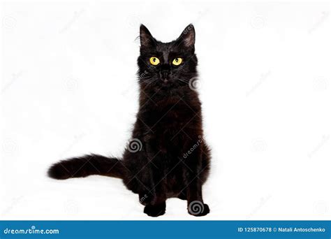 Black fluffy cat stock photo. Image of eyes, baby, playful - 125870678