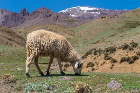 Sheep in the mount atlas stock photo. Image of atlas - 48014098