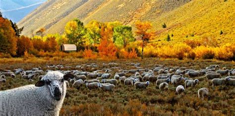 Road Map to Idaho's Fall Foliage | Visit Idaho