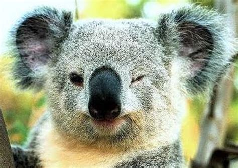 Animals Plants Rainforest: Koala Bear Facts