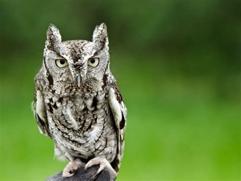 Owls In Alabama: 7 Species To See In The Heart Of Dixie