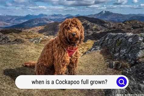 When Is A Cockapoo Full Grown? (with Photos) - Oodle Life