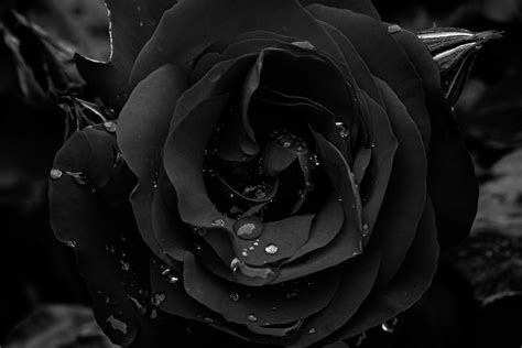 Bloody Black Rose Wallpaper