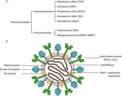 Paramyxovirus Structure