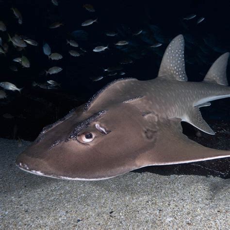 Bowmouth Guitarfish - Georgia Aquarium