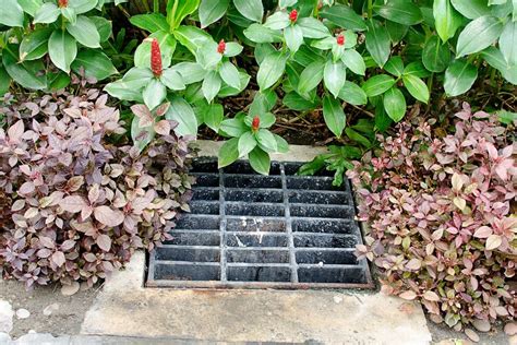 How to Improve Soil Drainage in Your Garden