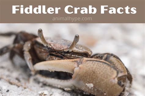 Fiddler Crab Facts: All You Need To Know - Animal Hype