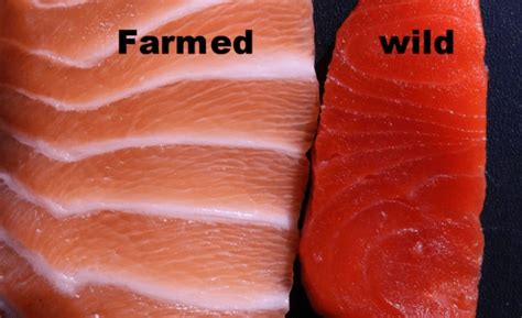 5 Difference between Farm-Raised and Wild Salmon (With Table) - Animal ...