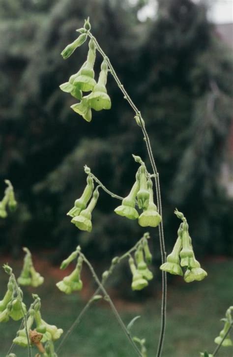 Flowering Tobacco | UMass Amherst Greenhouse Crops and Floriculture Program