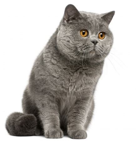 Breed Review: British Shorthair Cats - Argos Pet Insurance