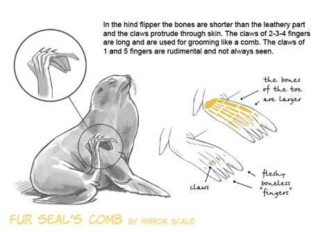 Sea Lion Anatomy