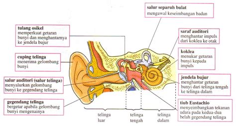 ANATOMI TELINGA