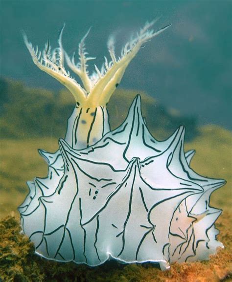 74 best Sea live - sea slug images on Pinterest | Marine life, Sea slug ...