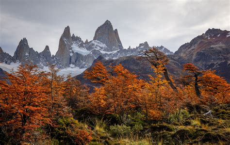 Drawn to Fitz Roy - Beautiful Autumn colors on the lenga trees below mount Fitz Roy - Patagonia ...