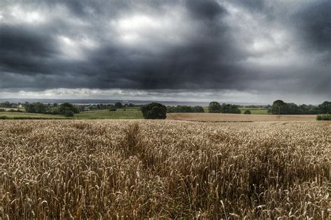 Dried grass field under cloudy day photograph HD wallpaper | Wallpaper ...