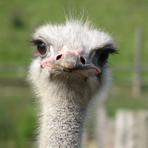 Ostrich Facts | Ostriches | African Animals