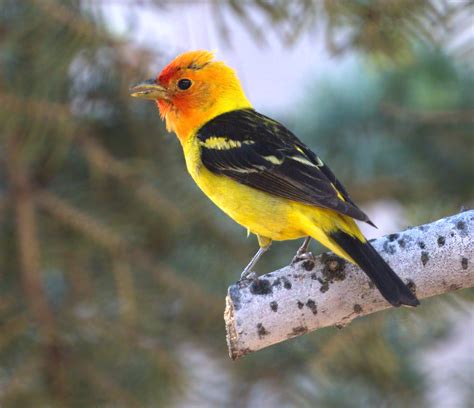 Tanagers | San Diego Bird Spot