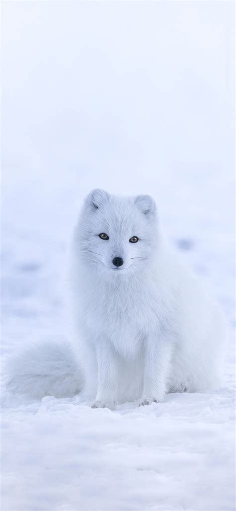 Snow Fox - Wallpapers Central