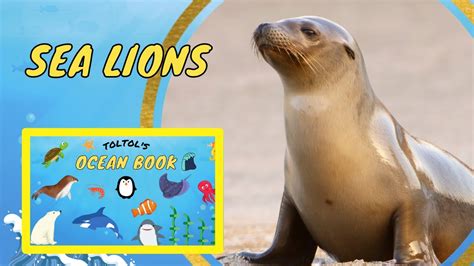 Sea Lion Facts for Kids | Toltol’s Ocean Life Book - Kids Encyclopedia ...