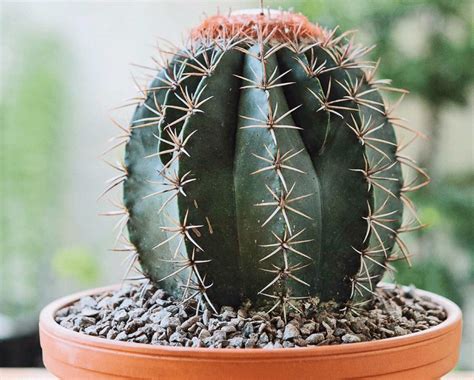 How To Grow A Cactus From Seed: Step By Step Guide - Gardenfrontier