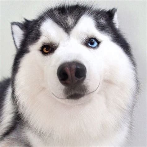 This Smiling Siberian Husky Will Put An End To All Your Woes | Siberian husky, Siberian husky ...