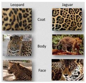 Difference Between Cheetah And Leopard And Jaguar And Panther