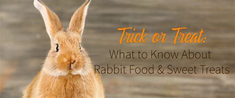 Rabbit Food & Treats: What Can My Bunny Have? | Small Pet Select