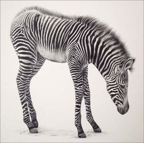 Julie Rhodes, original wildlife art, wildlife pencil drawings, wildlife prints, animal drawings ...