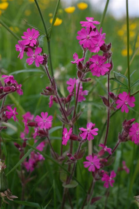 Free Images : blossom, meadow, purple, bloom, spring, herb, color ...